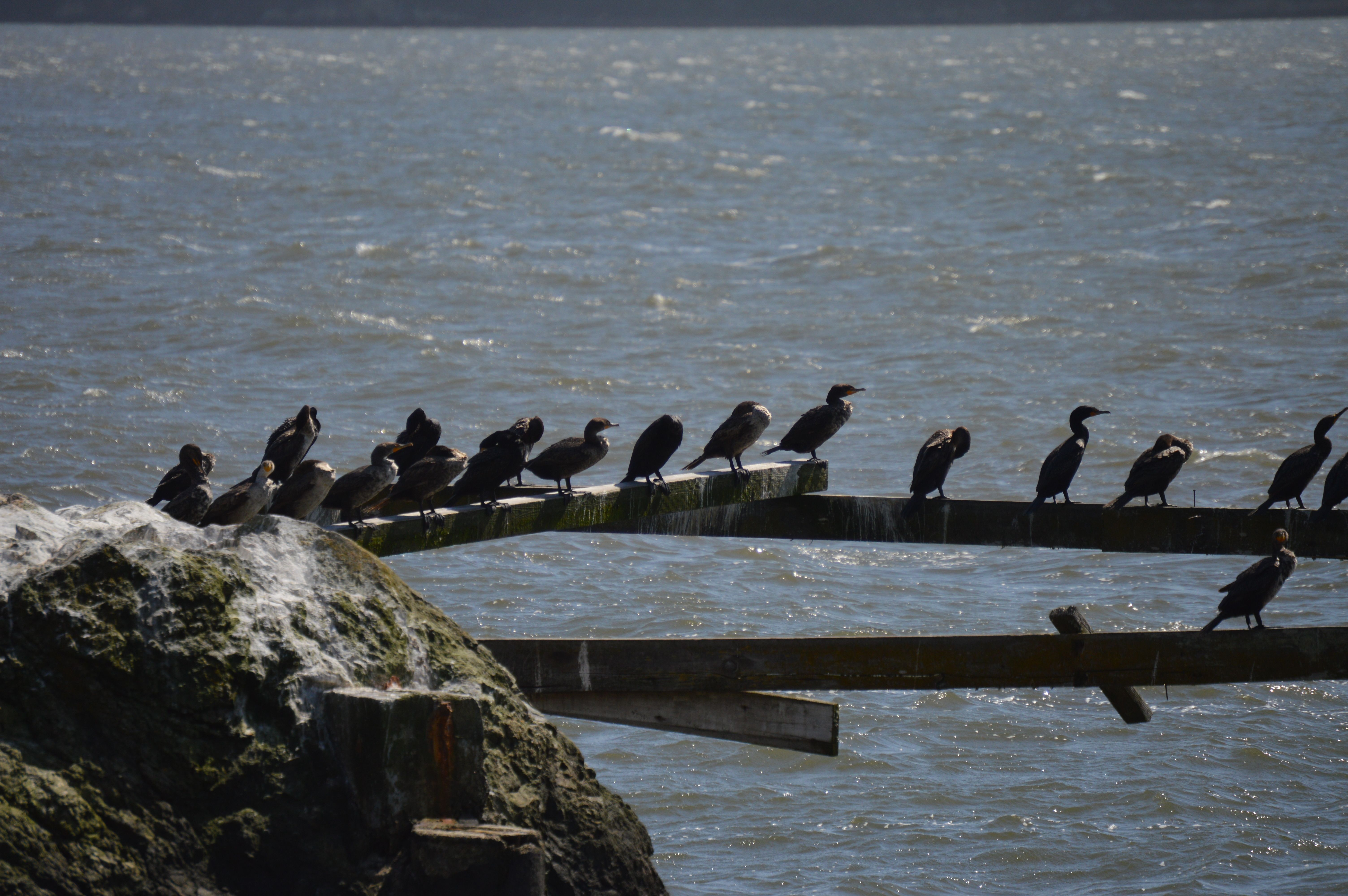 Cormorants in Tomales Bay