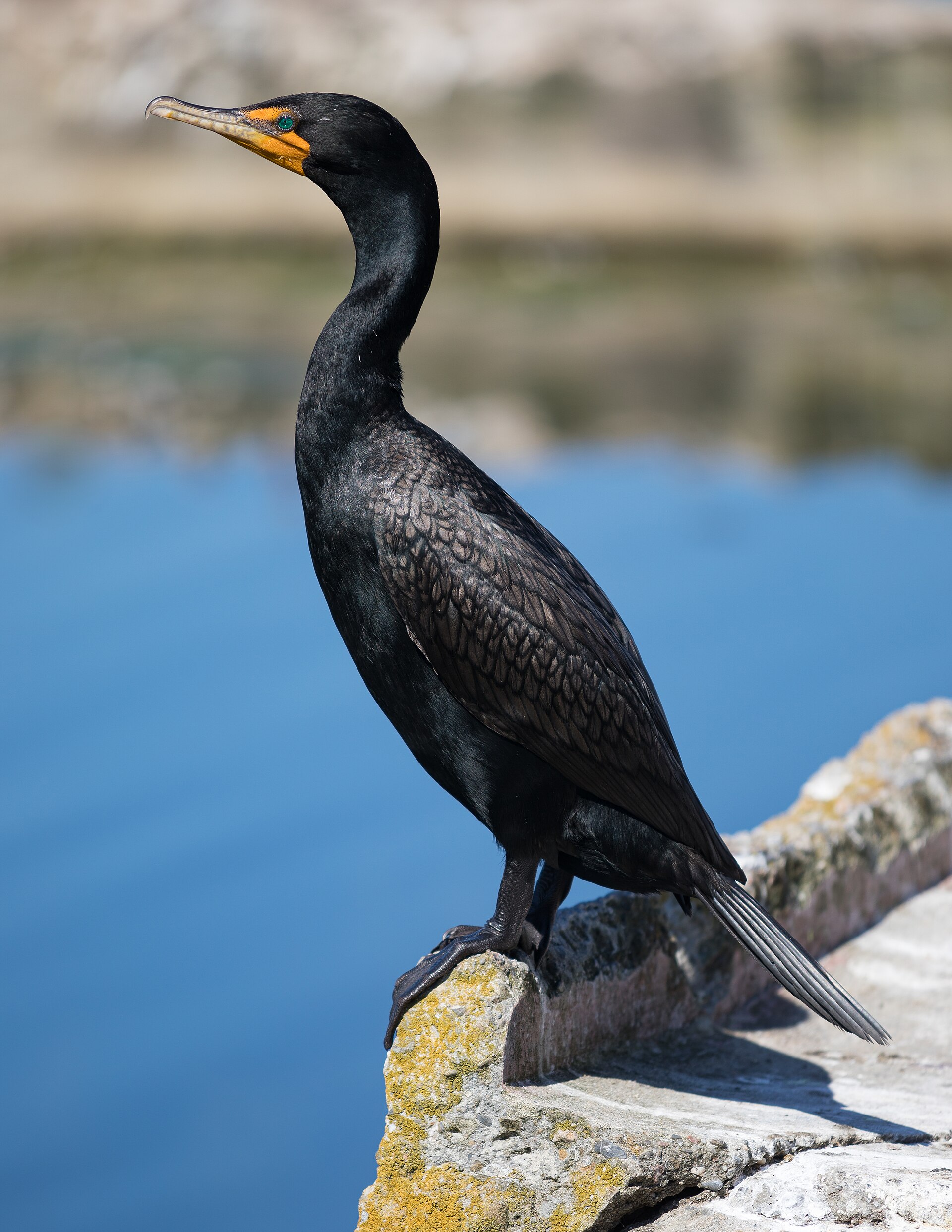An adult Double-crested Cormorant perched beside blue water, showing orange facial skin and a turquoise eye