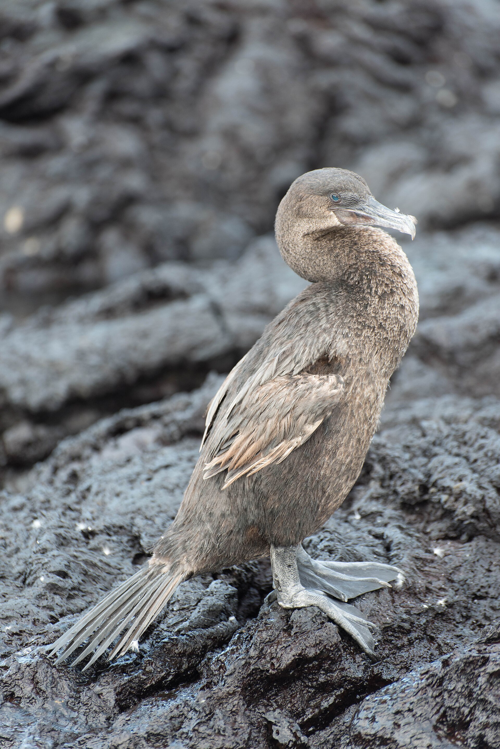 A Flightless Cormorant standing on dark Galápagos lava