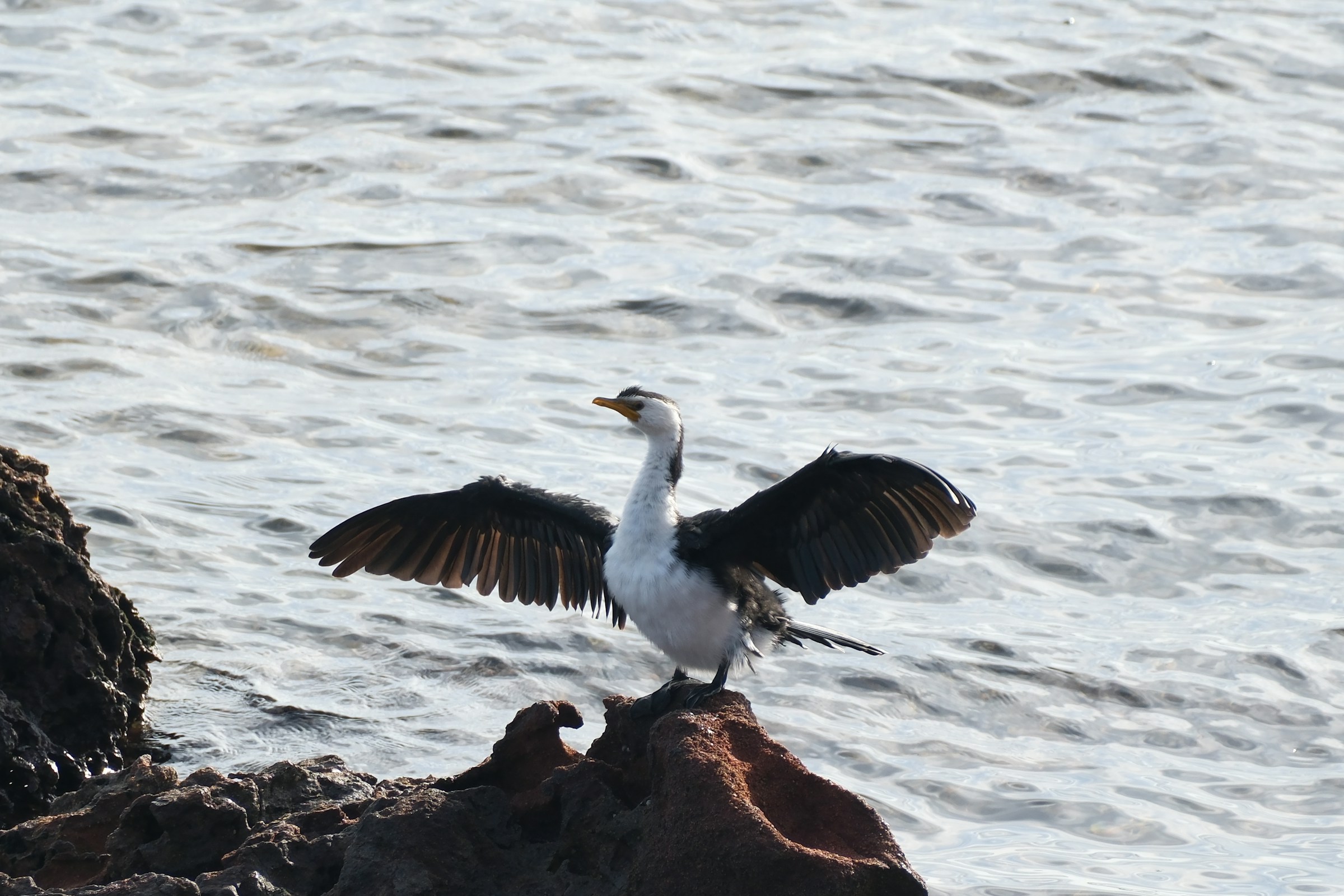 A cormorant standing on a rock with its wings outstretched over blue water